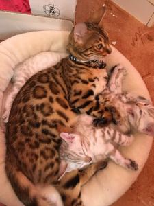 Bengal Kitten Weiß