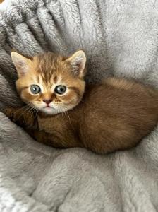 BHK Kitten reinrassig 10 Wochen alt
