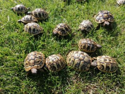 griechische Landschildkröten NZ 2022