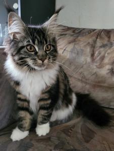 Personal für reinrassige Maine Coon Kitten gesucht