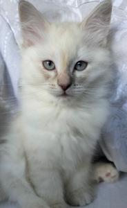 Reinrassige Ragdoll Kitten; 1 Katze; Abgabebereit