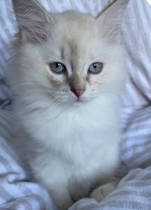 Reinrassige Ragdoll Kitten; 1 Katze; Abgabebereit