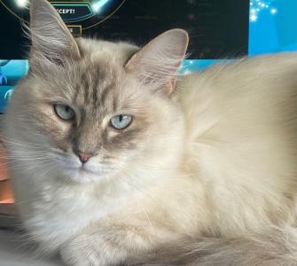 Reinrassige Ragdoll Kitten; 1 Katze; Abgabebereit