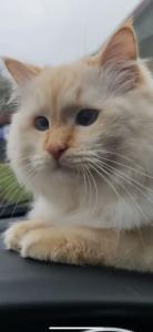 Reinrassige Ragdoll Kitten; 1 Katze; Abgabebereit