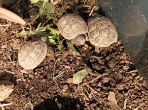 Schildkröte Maurische Landschildkröten (NZ 2022)