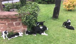 Border Collie Welpen