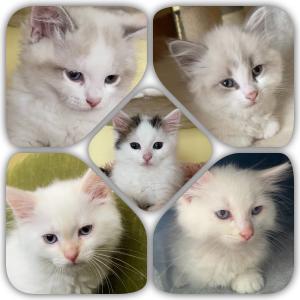 ❤️ Reinrassige Neva Masquerade / Sibirische Katze Kitten mit Stammbaum ❤️