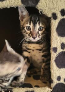 Brown Black Doppel-Charcoal Bengal Kater mit Papieren Kitten trägt Lynx