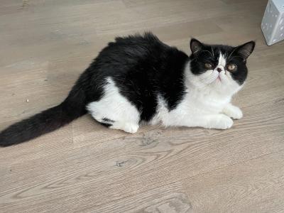 Chandler und/oder Cherry (exotic shorthair Perserkatzen) suchen ein neues Zuhause