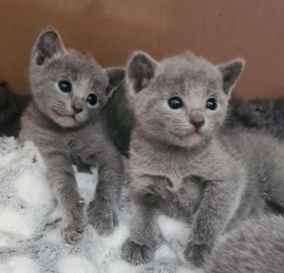 Russisch Blau Kitten mit Stammbaum und Impfpass