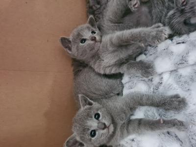 Russisch Blau Kitten mit Stammbaum und Impfpass