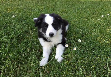 Border Collie Welpen