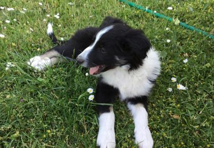 Border Collie Welpen