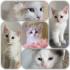 ❤️ Reinrassige Neva Masquerade / Sibirische Katze Kitten mit Stammbaum ❤️