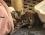 Sepia Doppel-Charcoal Bengal Kater Kitten mit Papieren, trägt blue
