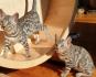 Silber Bengal Kitten Abholbereit