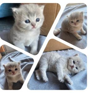 2,wunderschöne BKH Kitten suchen ein liebevolles neues zu Hause