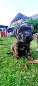 AmStaff American Staffordshire Terrier  Boxer Welpen