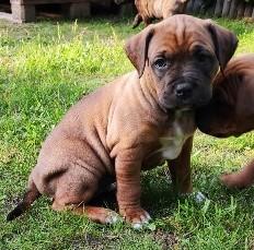 AmStaff American Staffordshire Terrier  Boxer Welpen