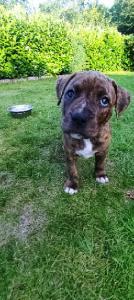 AmStaff American Staffordshire Terrier  Boxer Welpen