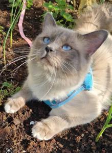 Deckkater Heilige Birma