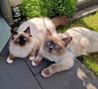 Deckkater Heilige Birma