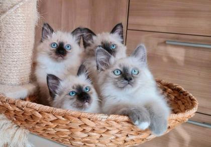 Deckkater Heilige Birma