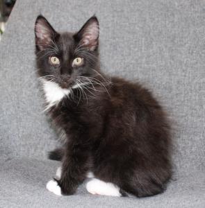 Maine Coon Kater sucht einen Kuschelplatz