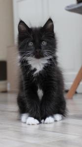 Maine Coon Kater sucht einen Kuschelplatz