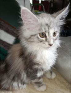 Maine Coon reinrassig ohne Papiere