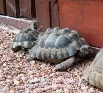 Maurische Landschildkröte, 16 Jahre alt, männlich