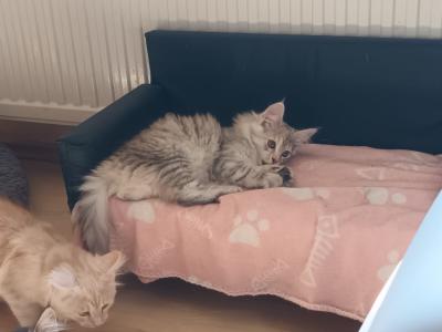 Süße MaineCoon Kitten suchen liebevolles Zuhause