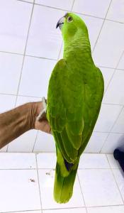 Superzahmer Gelbnackenamazone Papagei sucht liebevolles Zuhause