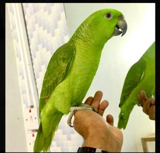 Superzahmer Gelbnackenamazone Papagei sucht liebevolles Zuhause