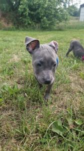 American Staffordshire Terrier Welpen Blueliner abgabebereit 2 Weilchen