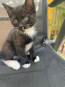 Katzenkinder