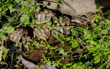 Griechische Landschildkröten – 1- und 2-jährige aus naturnaher Zucht