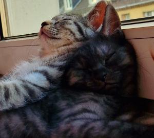 2 Kitten suchen noch ein Zuhause