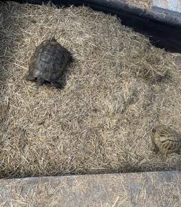 Griechische Landschildkröte, männlich, 11 Jahre alt