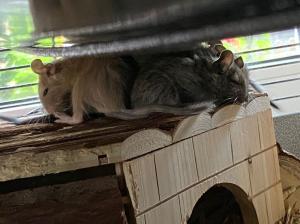 Verschenke bis zu 14 DEGU-Zuckerschnäuzchen (Alter: ca. 8 Wo.; in Gruppen v. min. 3 Tieren; männli