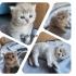 2,wunderschöne BKH Kitten suchen ein liebevolles neues zu Hause