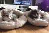 BKH-Mix Kätzchen suchen ihre neue Familie!