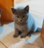 Bkh Kitte in Blau Farbe