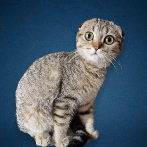 Scottish fold katze stammbaum