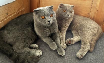 2 graue BKH Scottish Fold Katzen zusammen in liebevolle Hände abzugeben