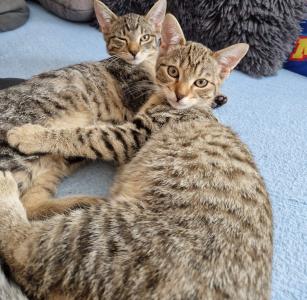 2 Kätzchen zu Verkaufen (Geschwister)