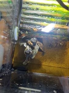 2 mississippi höckerschildkröten 80 und Zubehör