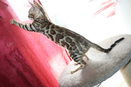Bengal Kitten - Mega Farben und Kontraste - mit Traum WESEN - Bengalen XXL Rosetten