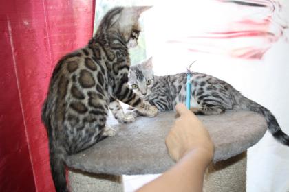 Bengal Kitten - Mega Farben und Kontraste - mit Traum WESEN - Bengalen XXL Rosetten