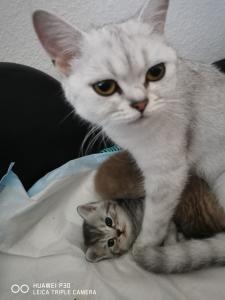 BKH Kitten suchen liebevolles Zuhause